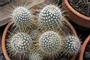 MAMMILLARIA SP_E001.jpg